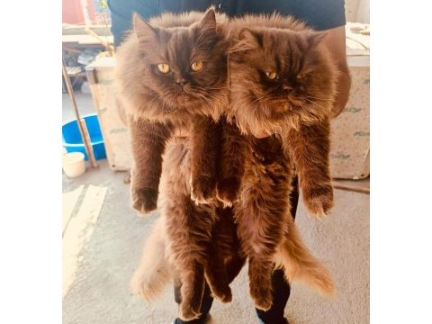 Cinnemon british longhair yavrular