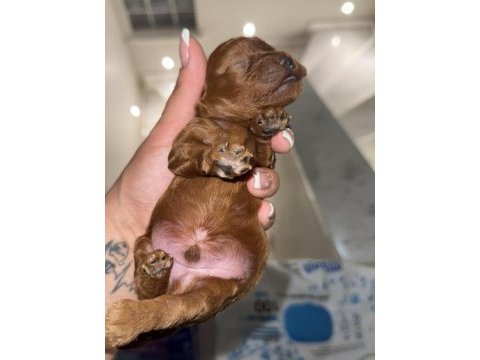 Poodle bebekleri kilo sağlık garantili