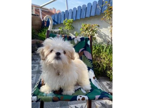 Yavru erkek kore maltipoo 6 aylık