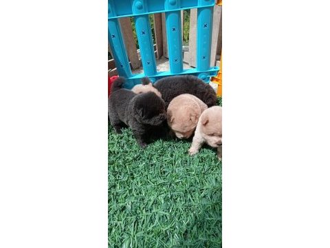 Uygun ve kaliteli çin aslanı yavrular