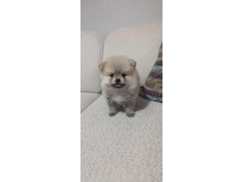 Pomeranian boo üst kalite tea cup dişi ve erkek