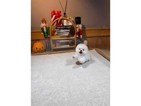 Orjinal ırk ve sağlık garantili pomeranian