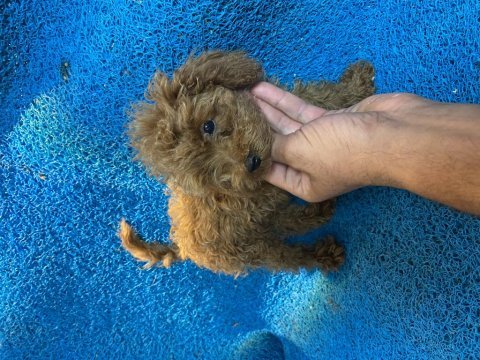 Poodle yavrularımız