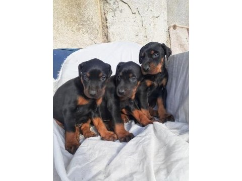 Şampiyon soydan doberman yavrular