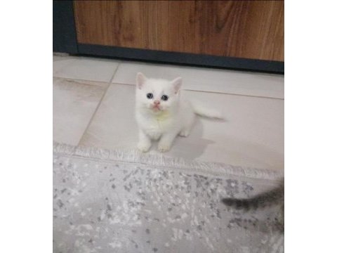 British shorthair bebekler