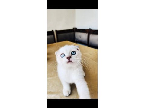 Safkan british shorthair ve longhair golden