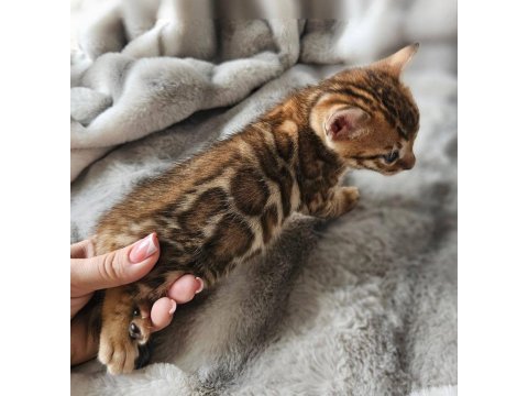 Brown bengal kedisi wcf şecereli ozyfelines