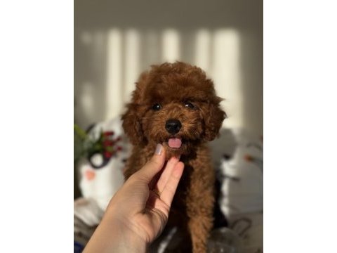 Kore poodle 3 aylık