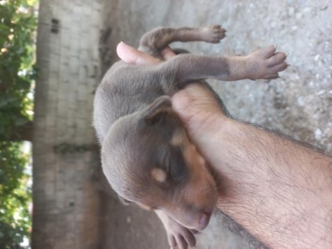 Sahiplendirme doberman