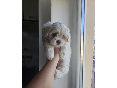 Maltese terrier yavru köpeğimiz