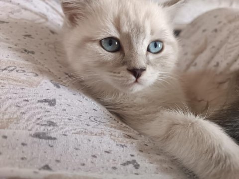 British blue point