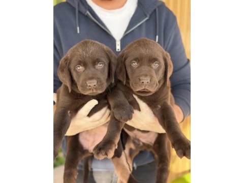 Referans yavru labrador