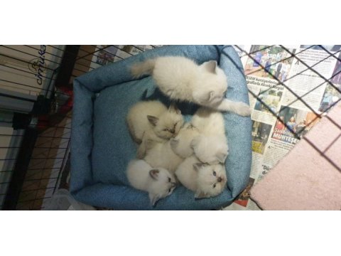 Scottish fold ve british shorthair yavrular