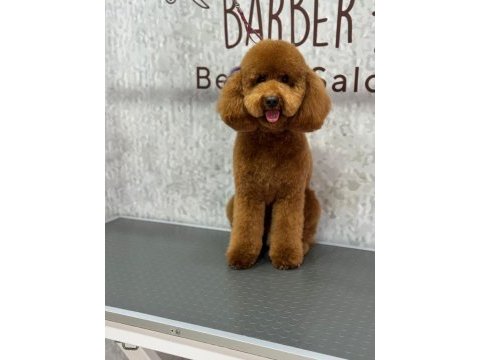 Toy poodle oğlumuza eş arıyoruz