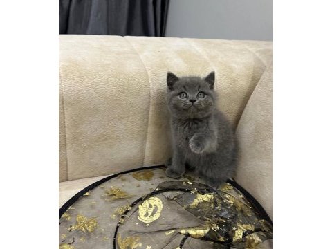 A kalite safkan british shorthair dişi erkek