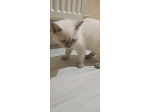 Scottish fold ve british shorthair