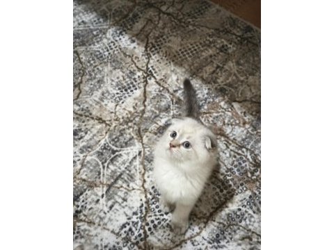 Scottish fold blue point yavrularımız