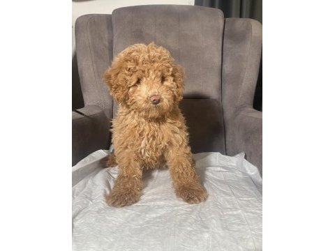 1 no erkek maltıpoo oğlumuz