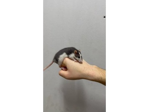 Rat - dumbo rat yavrular ve malzemeleri adrese teslim var