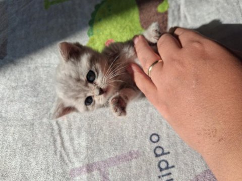 1.5 aylık saf british shorthair yavrumuz