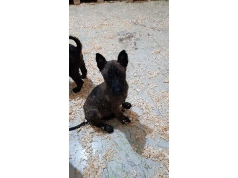 Safkan orjinal maskeli malinois