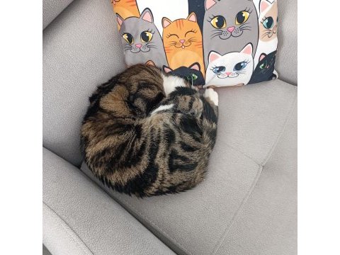 İşim gereği kedimize dost arıyorum