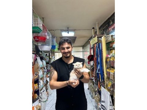 Exotic shorthair bebekleri