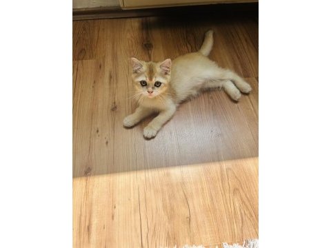 British shorthair