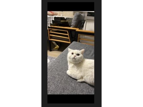 Ücretsiz british shorthair kedimiz