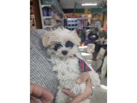 Üst düzey maltipoo bebeklerimiz hazır