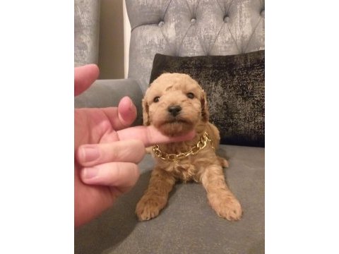 Gerçek maltipoo yavrularım