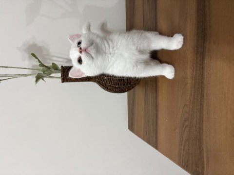 Irkının en güzel örneği olan odd eyes kedimiz