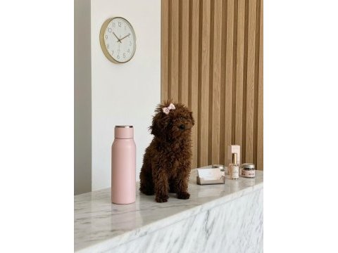 Teacup kore hatlı dişi poodle pasaportlu ve çipli