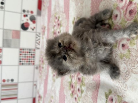 Kediler için lütfen açıklamayı okuyun