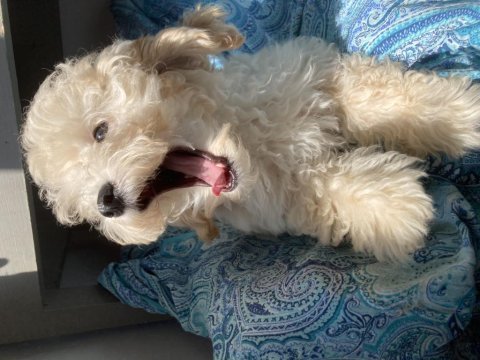 Poodle köpekler biz hazırız