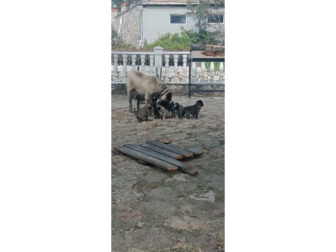 Orijinal kangal eniklerimiz yeni sahiplerini arıyor