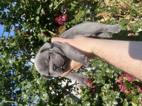 Rezerve iptali son kalan dişi french bulldog yavru
