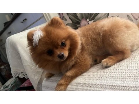 Pomeranian dişi orange renk