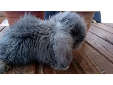 Teddy lop tavşanı yavrular