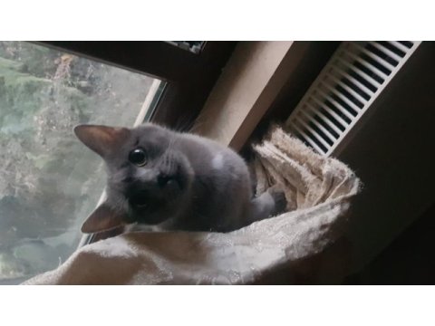 British shorthair dişi