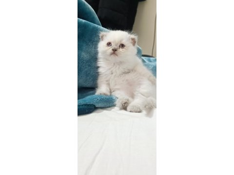 Blue point boncuk gözlü scottish fold