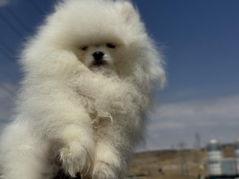 Safkan teddy surat pomeranian ziyarete açık