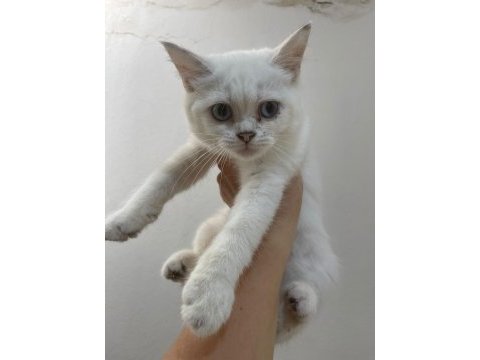 British shorthair yavrularımız mevcuttur
