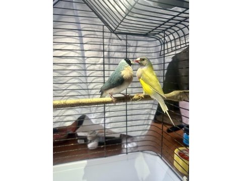 Golden finch gökkuşağı ispinozu