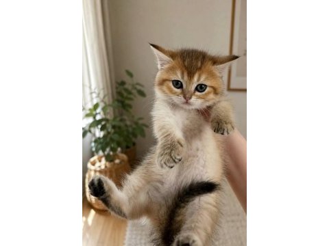Safkan british shorthair golden tabby dişi yavru