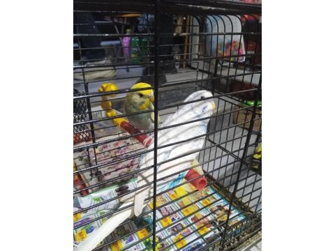 Muhabbet kuşlar