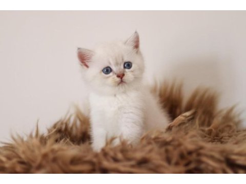 Muhteşem british shorthair mavi göz golden point