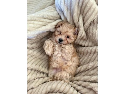Maltipoo 2.5 aylık
