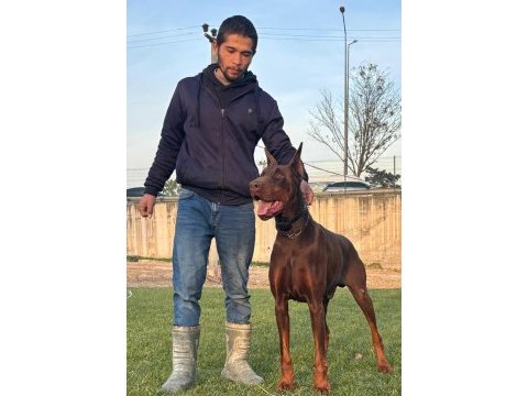 A scr king doberman safkan bebekler