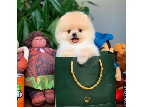 Mini boy show kalite pomeranian sağlık garantili